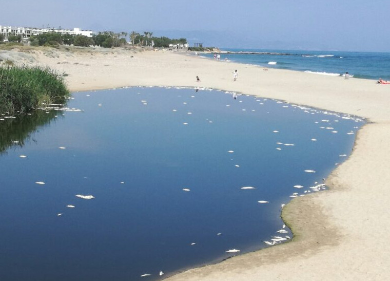 Κρήτη: Νεκρά ψάρια γέμισαν οι εκβολές του ποταμού Αποσελέμη στο Ηράκλειο