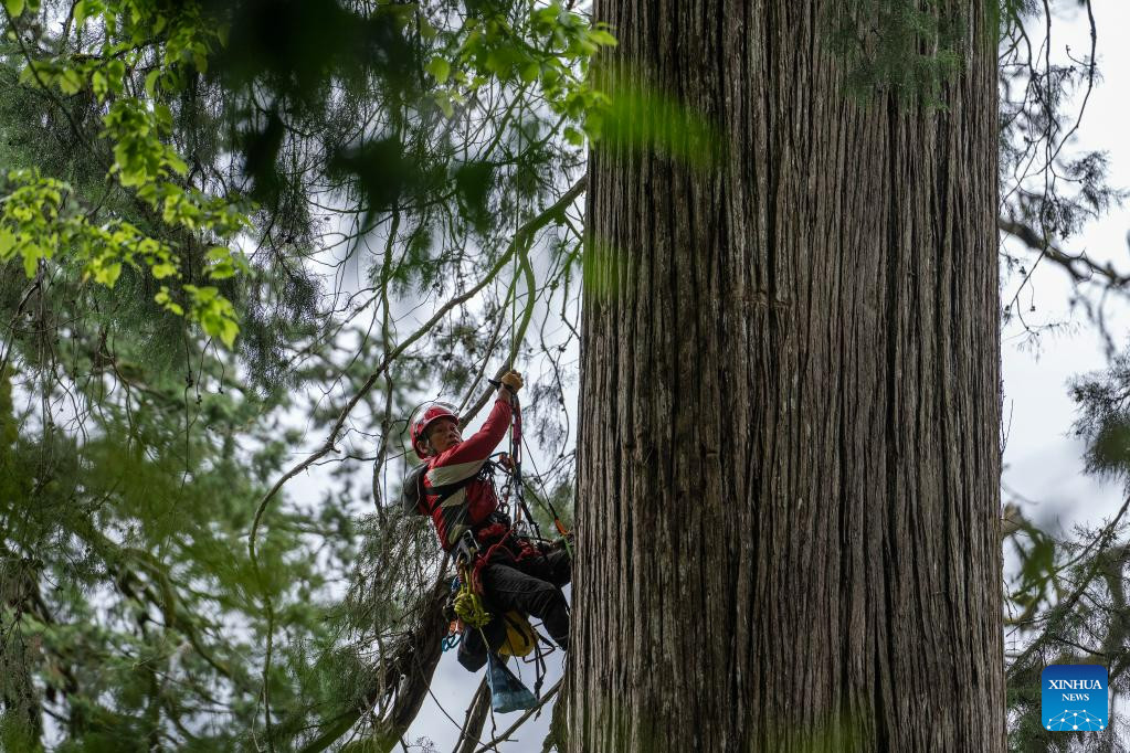 Γίγαντας 102 μέτρων: Το ψηλότερο δέντρο της Ασίας κρυβόταν στο βαθύτερο φαράγγι του κόσμου [εικόνες]