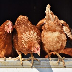 Πτηνοτροφία: Σε πλήρη εξέλιξη η δυναμική της πορεία – Οι προοπτικές και τα εμπόδια [πίνακας]