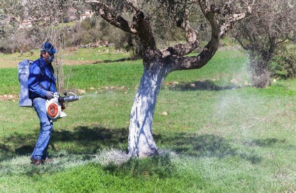 Ελιά: Πότε ξεκινά η δακοκτονία σε Πελοπόννησο και Κρήτη – Η πορεία καρπόδεσης