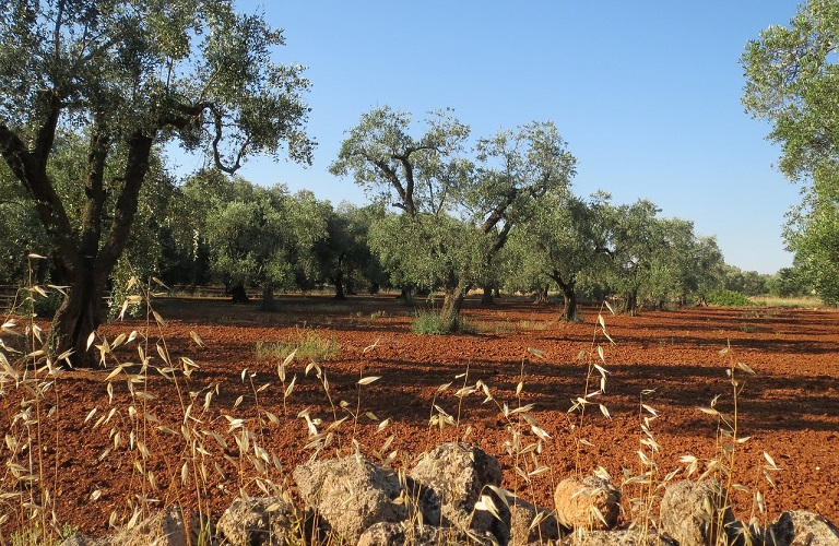 ΚΑΠ: Συγκαλλιέργεια σιτηρών ή κηπευτικών με δασικά ή παραγωγικά δέντρα