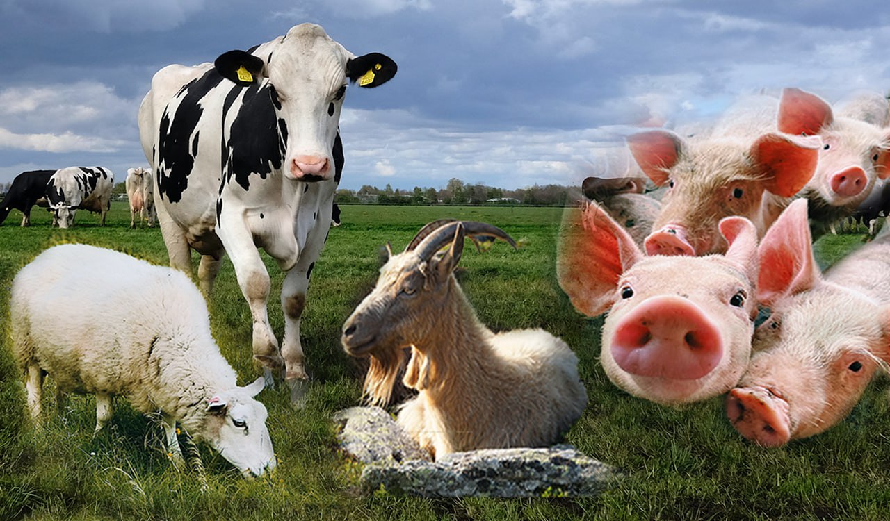 Κτηνοτροφία: Συρρικνώνεται και αιμορραγεί – Καταστροφικό το μέλλον, λένε οι κτηνοτρόφοι