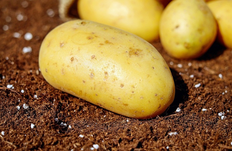 Ήπειρος: Ερευνητικά έργα για την πατάτα Χρυσοβίτσας και το τυρί από το Δολό