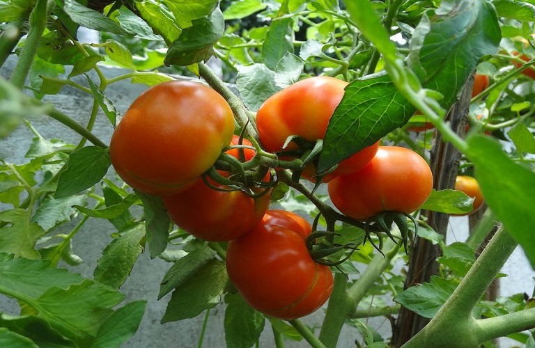 ΘΕΣΤΟ: Μετρά πληγές η βιομηχανική ντομάτα – Στήριξη ζητούν οι παραγωγοί
