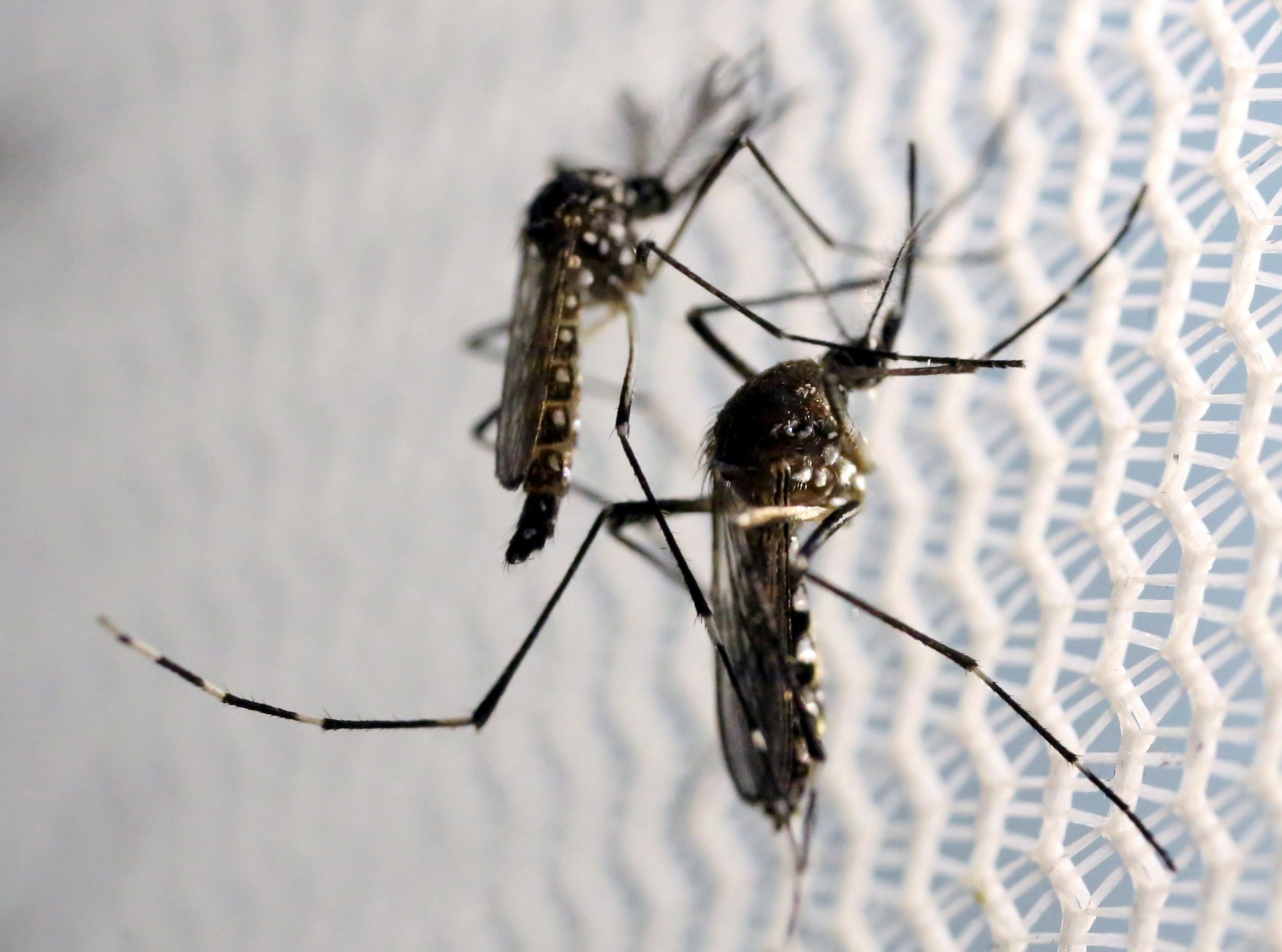 West Nile virus: First death in Greece this year