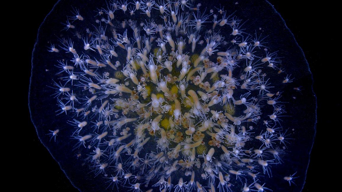 Επιστήμη: Μάθημα αναγέννησης κυττάρων από έναν «συγγενή» των κοραλιών