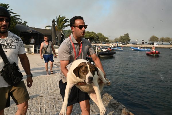 Κλιματική αλλαγή: Όταν οι ανθρώπινες κρίσεις επηρεάζουν τα ζώα