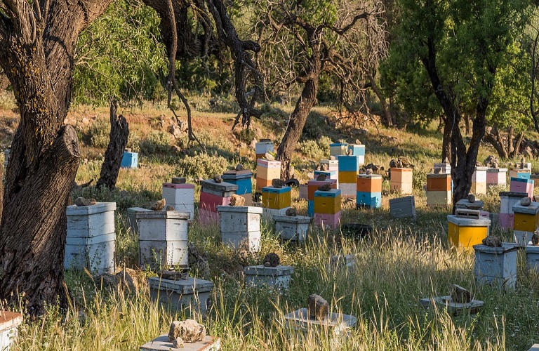 ΟΜΣΕ: Καθημερινό το «χτύπημα» μελισσιών από αρκούδες – Σε απόγνωση οι μελισσοκόμοι