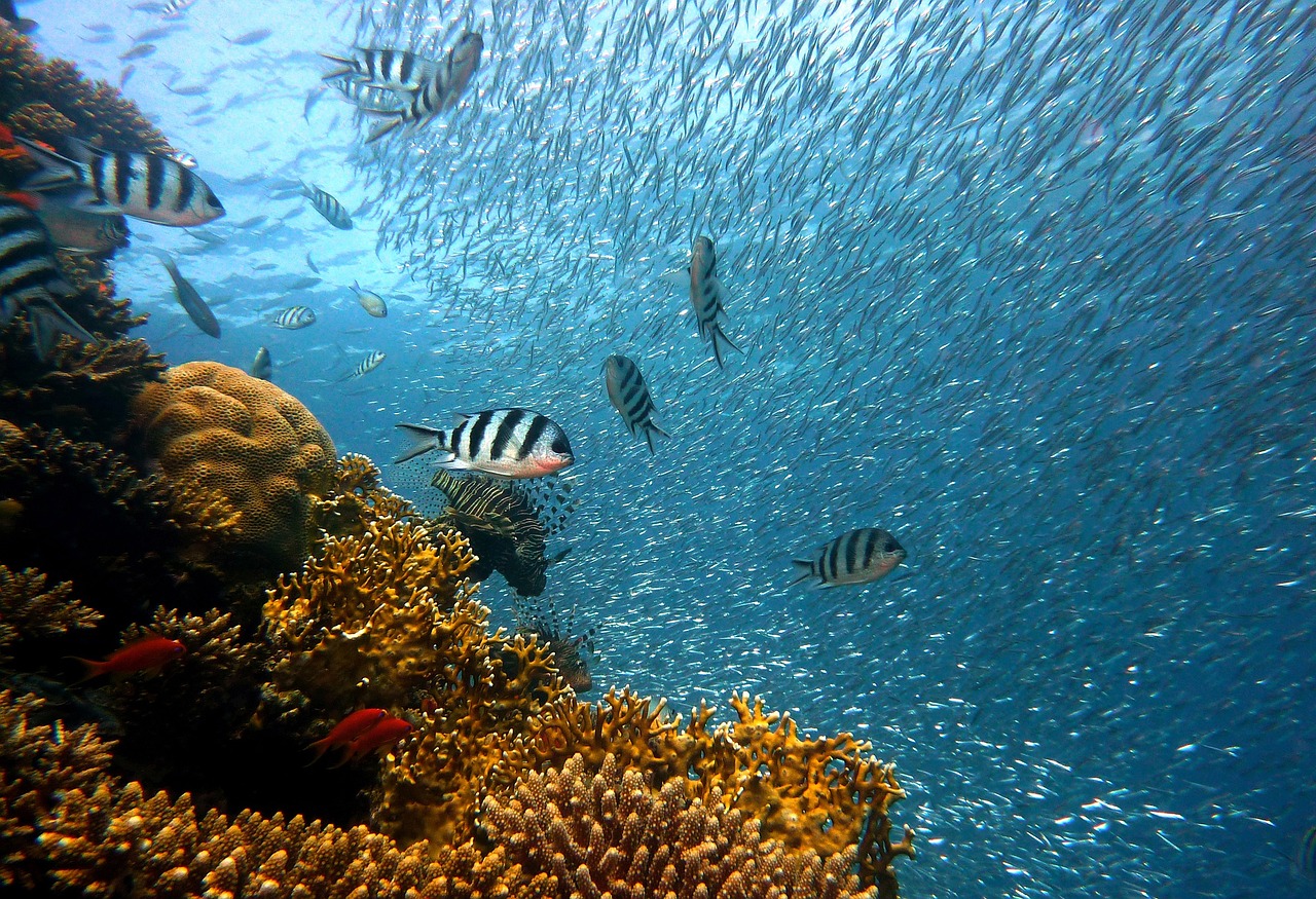 Κλιματική αλλαγή: Υπό απειλή οι κοραλλιογενείς ύφαλοι της Φλόριντα