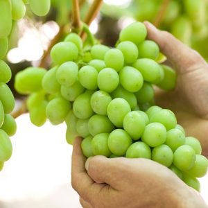 Αμπέλι: Επιστροφή της παραγωγής σε κανονικά επίπεδα