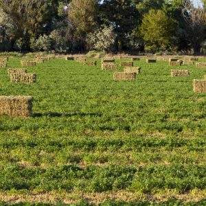 ΕΘΕΑΣ: Με προβλήματα η καταχώριση ενίσχυσης de minimis στη μηδική