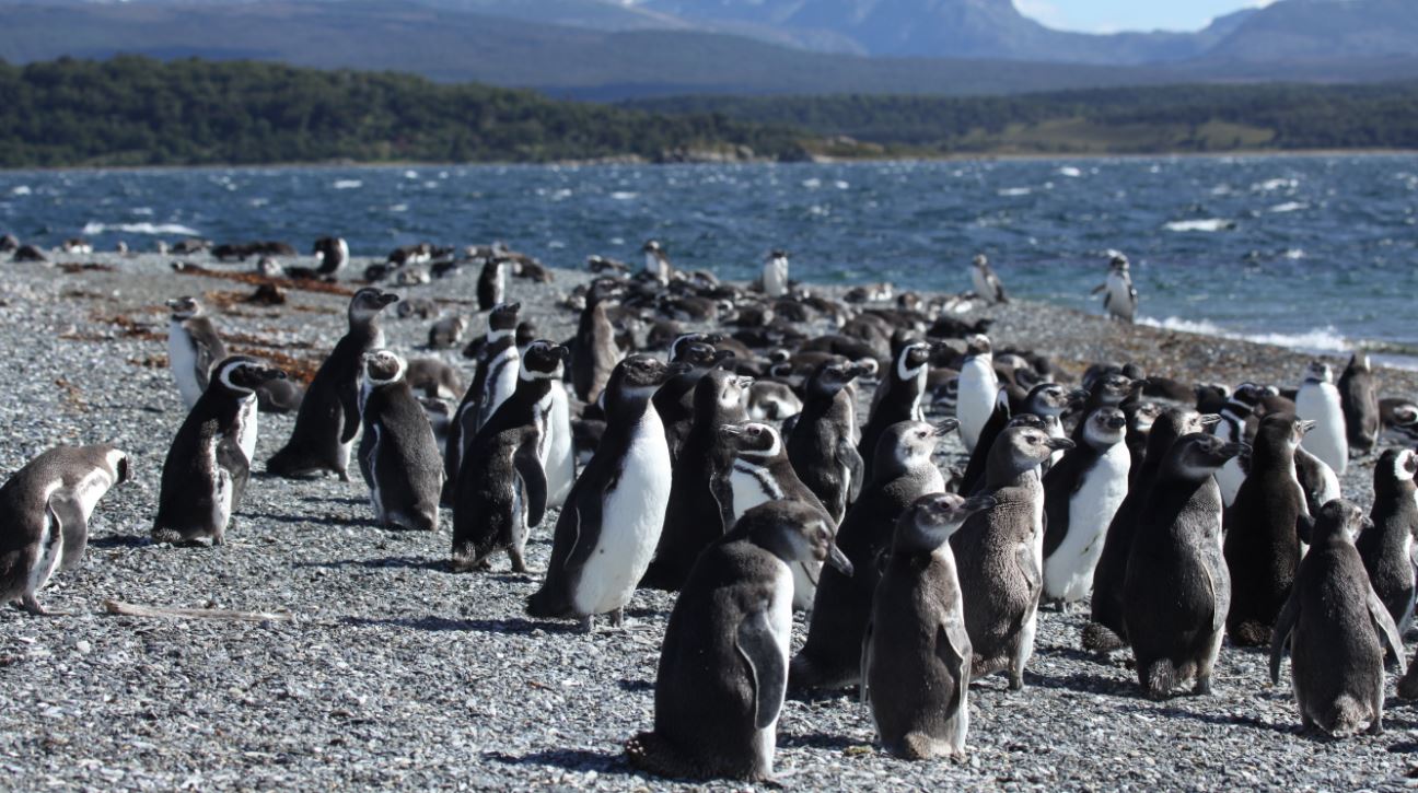 Ουρουγουάη: Σχεδόν 2.000 πιγκουίνοι βρέθηκαν νεκροί μέσα σε 10 ημέρες