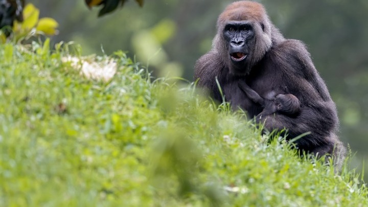 Έκκληση στους επισκέπτες Ζωολογικού Κήπου να μην δείχνουν με τα κινητά τους βίντεο στους γορίλες