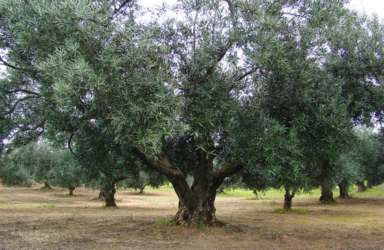 Πήλιο: Ζημιές σε ελιά, μήλα και αμπέλι – Ζητείται οικονομική στήριξη