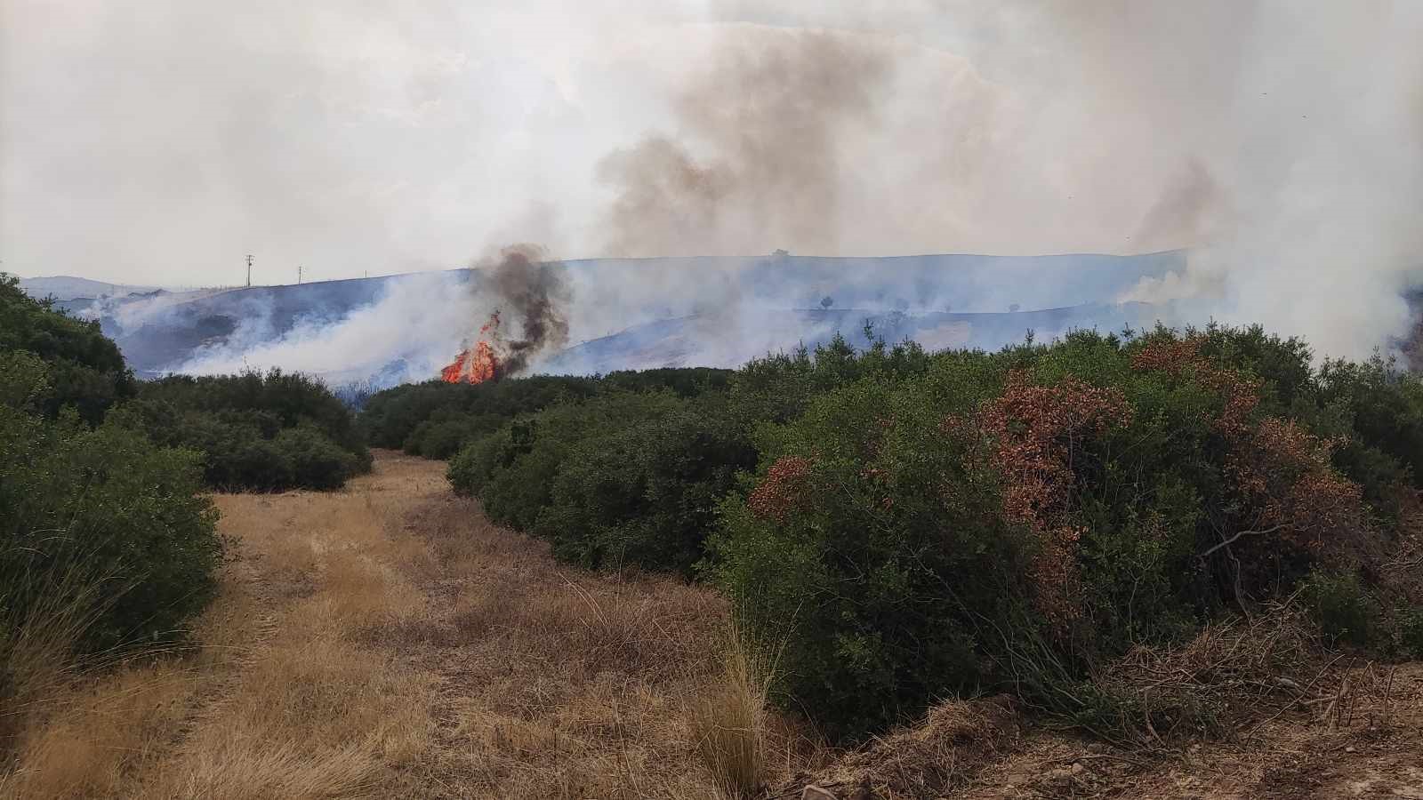 Φωτιές σε Μεσσηνία, Αρχαία Ολυμπία και Φάρσαλα – Επιχειρούν ισχυρές δυνάμεις της Πυροσβεστικής