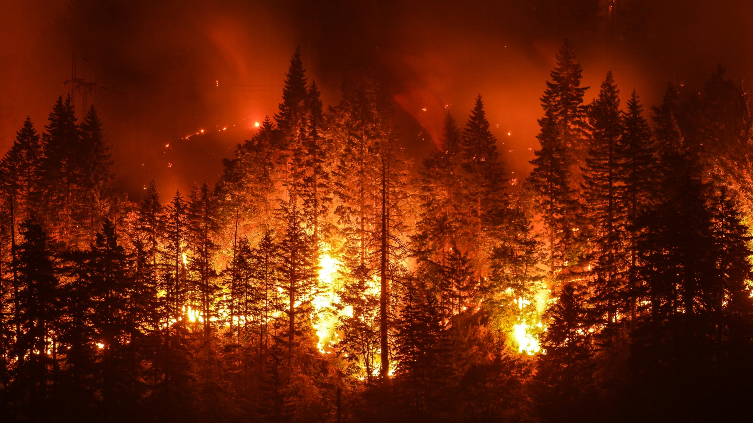 Κλιματική Αλλαγή: Πώς θα ζήσουμε σε μια ήπειρο που φλέγεται – Τι κάνουμε λάθος με τα δάση και τις φωτιές;