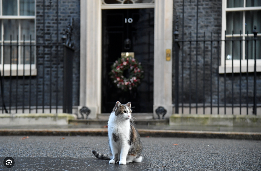 Βρετανία: O μόνιμος κάτοικος της Downing Street … είναι γάτα