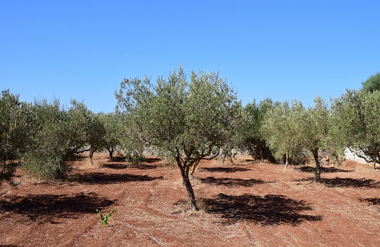 Ελιά: Χωρίς κάλυψη από τον ΕΛΓΑ η ακαρπία – Στην ΕΕ φέρνει το θέμα το ΥπΑΑΤ