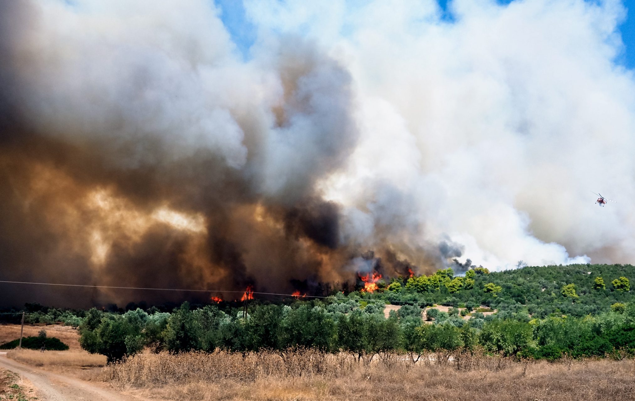 Φωτιά στην Εύβοια: Μεγάλο το μέτωπο σε Νέα Αρτάκη και Ψαχνά – Ισχυροί άνεμοι στην περιοχή