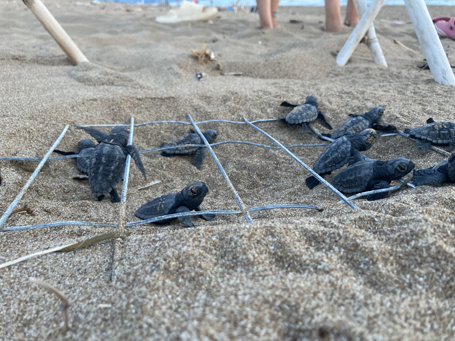 Ζάκυνθος: Παγκόσμιο ρεκόρ 37 χρόνων αναπαραγωγικής ζωής για θαλάσσια χελώνα