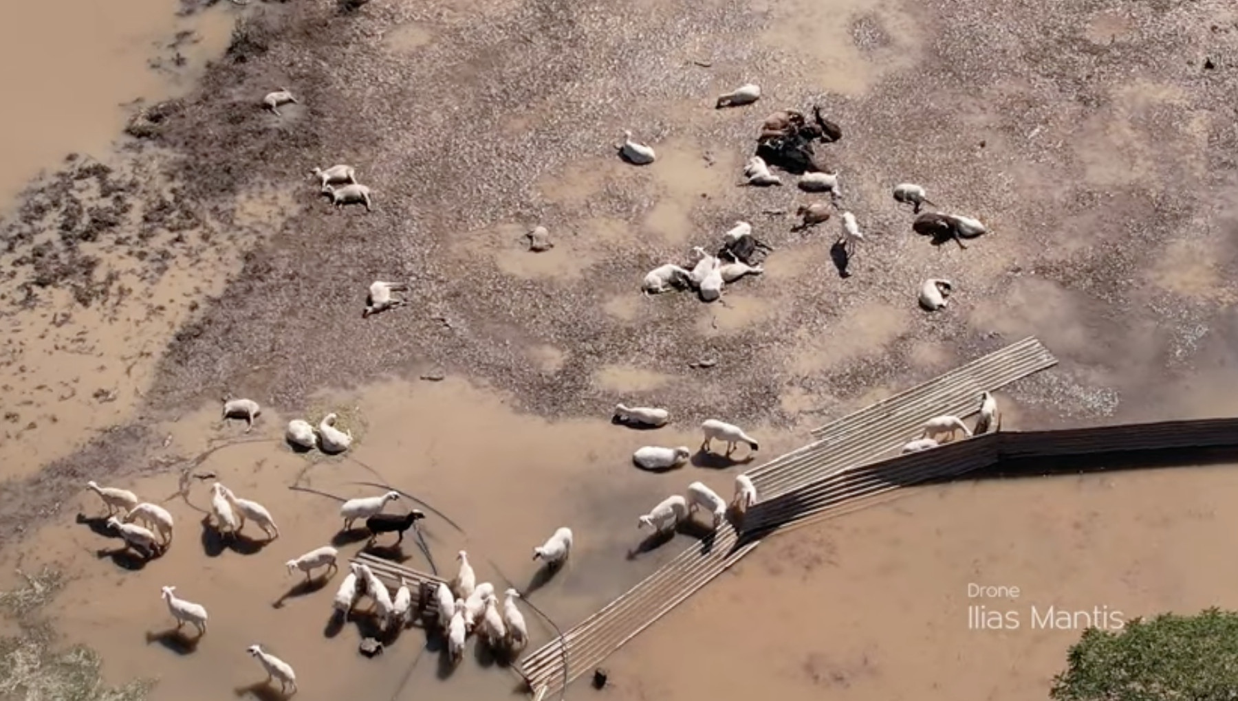 Κακοκαιρία Daniel: Απέραντο νεκροταφείο ζώων ο θεσσαλικός κάμπος – Εικόνες σοκ από ψηλά