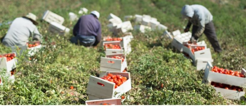 Ιταλία: Τα πλοκάμια της μαφίας στη βιομηχανική ντομάτα – Τα κέρδη δισεκατομμυρίων