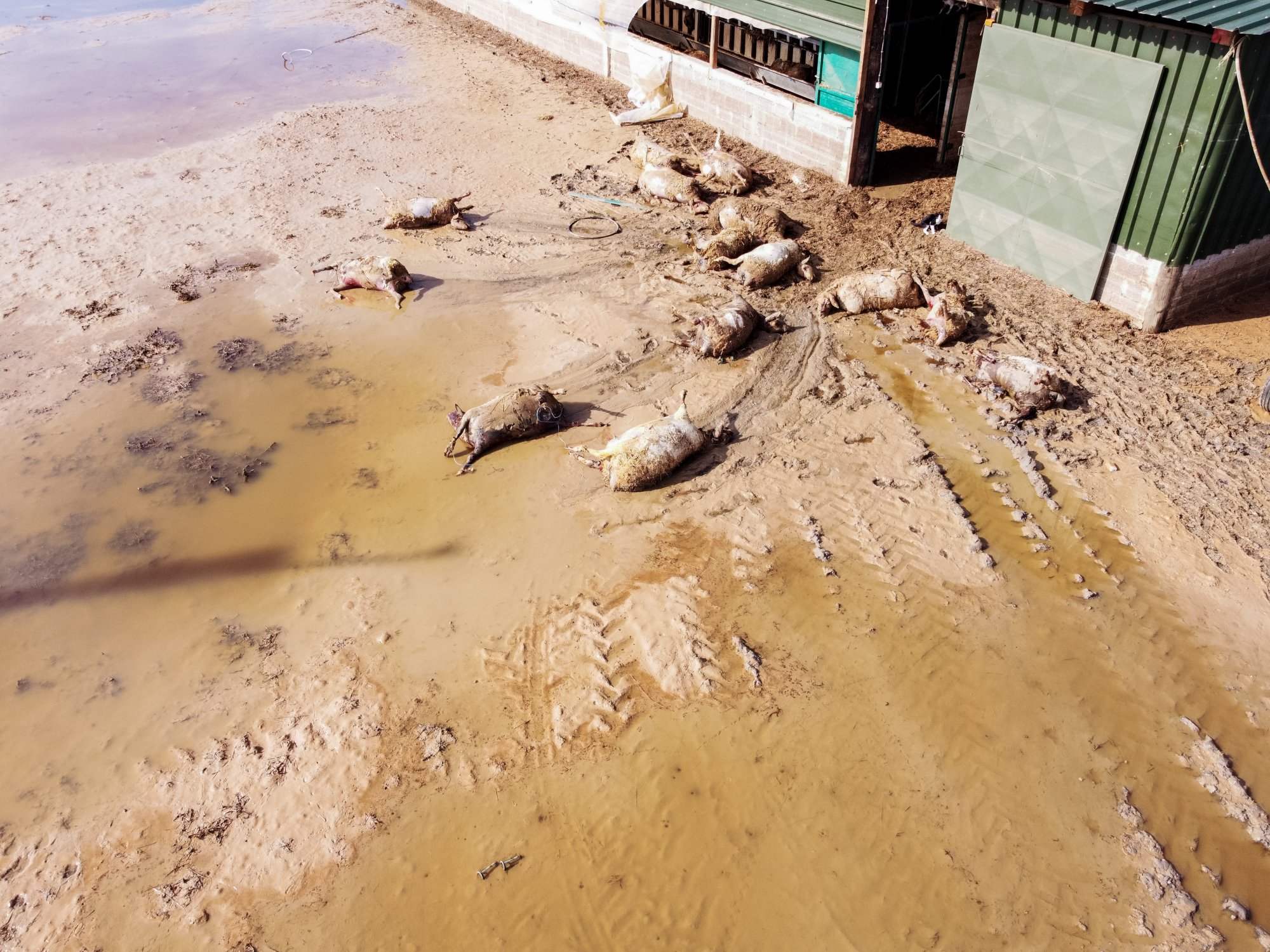 Κακοκαιρία Daniel: Συγκλονιστικές εικόνες από τη συλλογή νεκρών ζώων στη Λάρισα – Μάχη με τις λάσπες