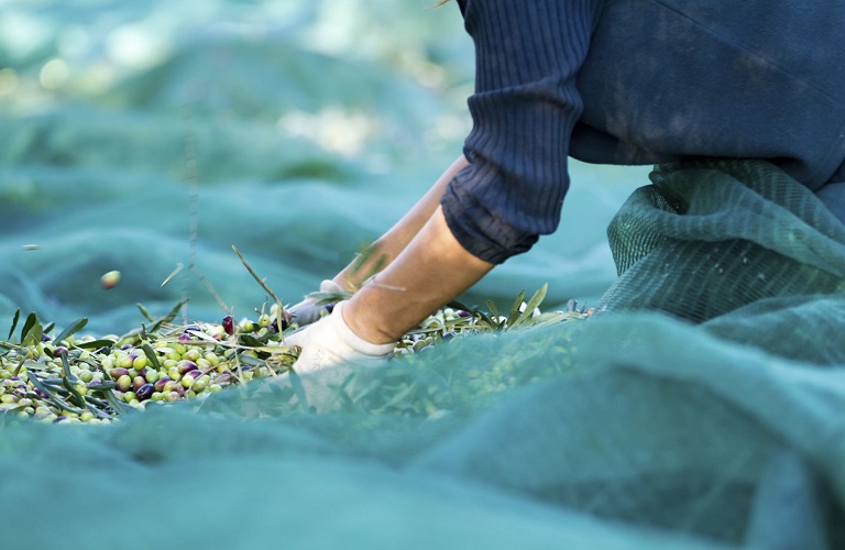 Olive oil: Workers from all over Greece in Crete to harvestthe olives