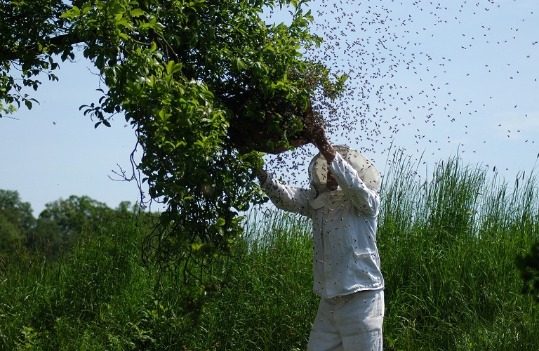 Μέλισσες: Πρόγραμμα ανίχνευσης του μικρού σκαθαριού της κυψέλης