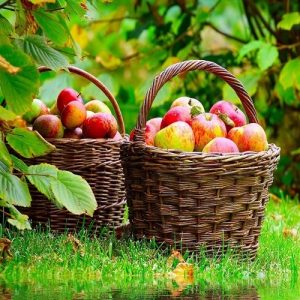 Μήλα: Ανιχνεύθηκαν με «κοκτέιλ» τοξικών χημικών στην Ευρώπη