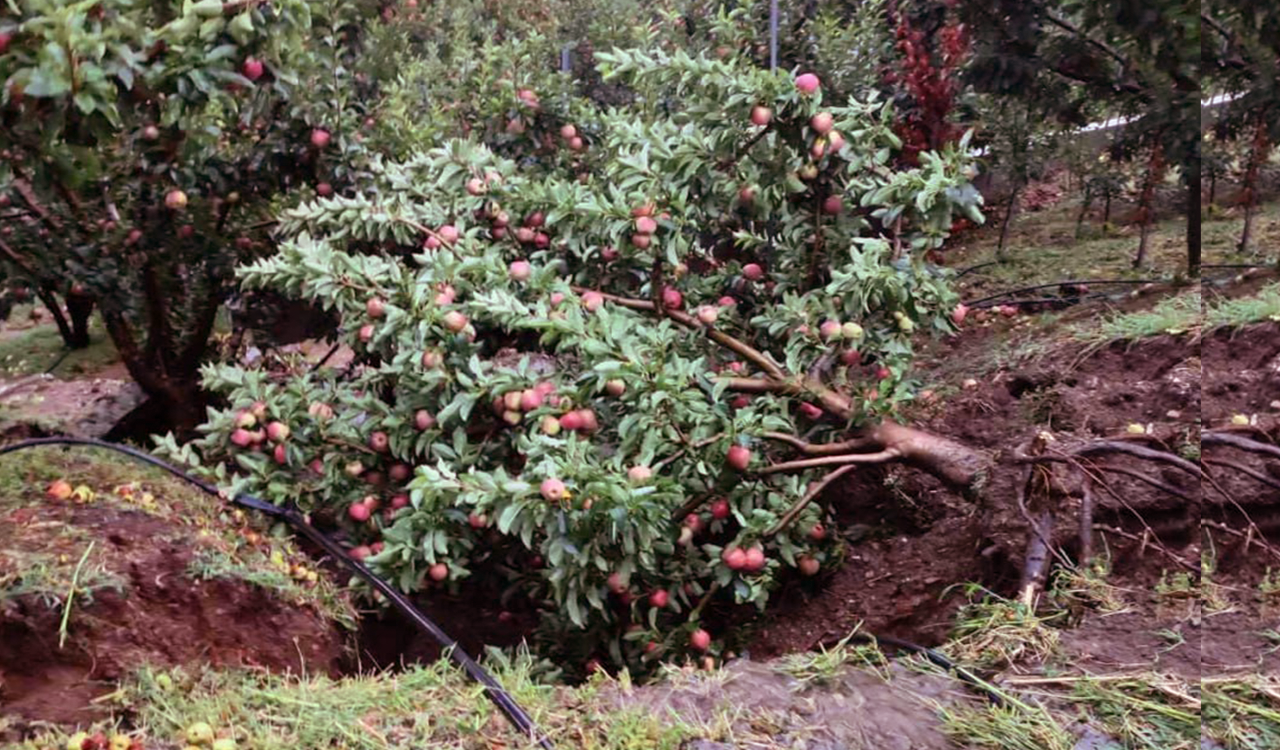 Θεσσαλία: Ο Γολγοθάς των μήλων της Ζαγοράς – Τα εμπόδια μέχρι να φθάσουν στο ράφι