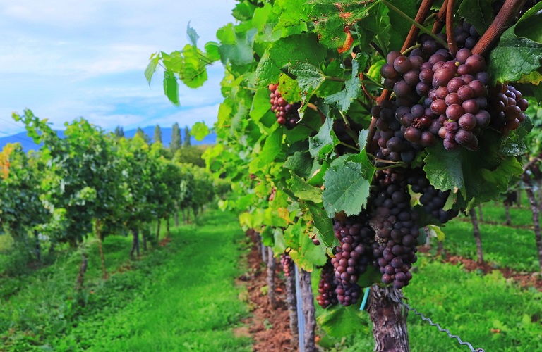 Κρασί: Τα καλύτερα Sauvignon Blanc του 2024