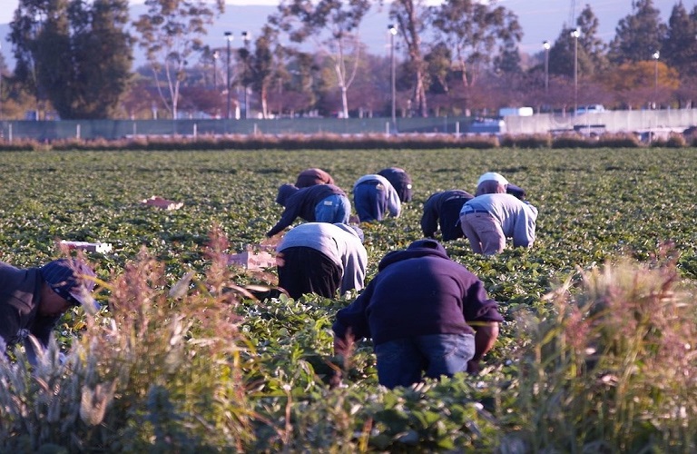 Greek farmers: Obstacles to finding workers