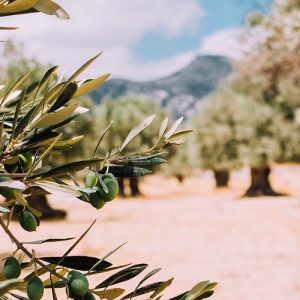 ΕΘΕΑΣ: Παραμένει προβληματική η λειτουργία του ελαιοκομικού μητρώου  