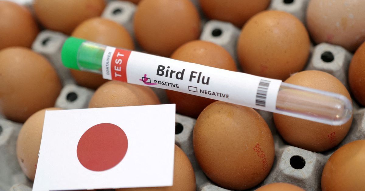Ιαπωνία: Το πρώτο κρούσμα γρίπης των πτηνών – Σε θανάτωση 40.000 πουλερικά