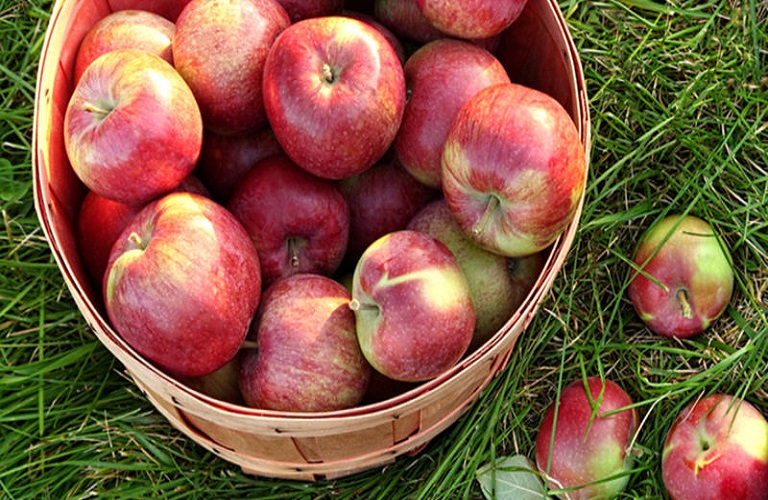 Αυγενάκης: Εξετάζεται το αίτημα παραγωγών- εξαγωγέων μήλων για αποζημιώσεις λόγω Σουέζ