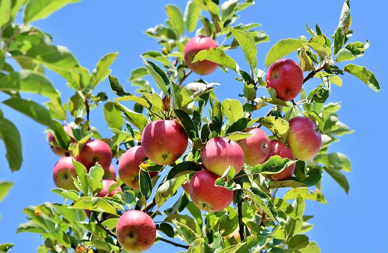 Πέλλα: Στο 56% η ζημιά από το φουζικλάδιο στα μήλα