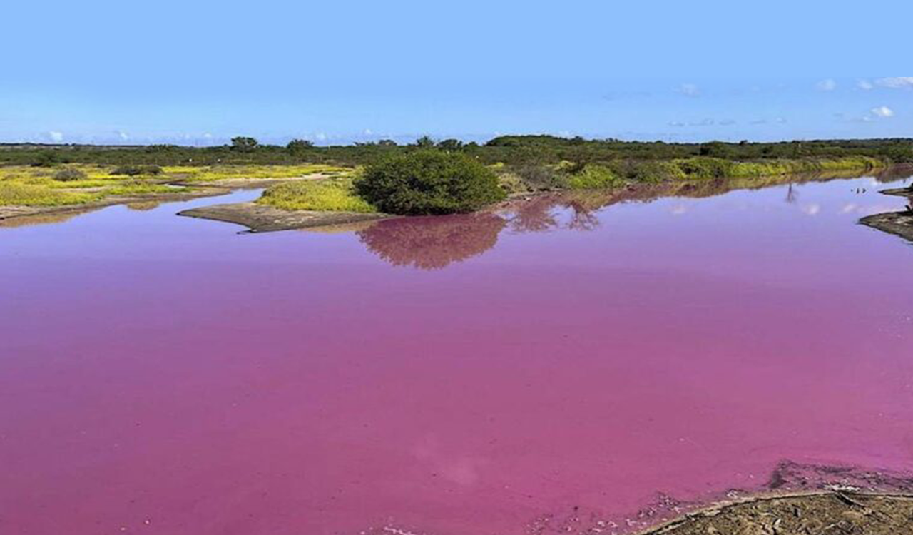 Χαβάη: Μια λίμνη έγινε ροζ