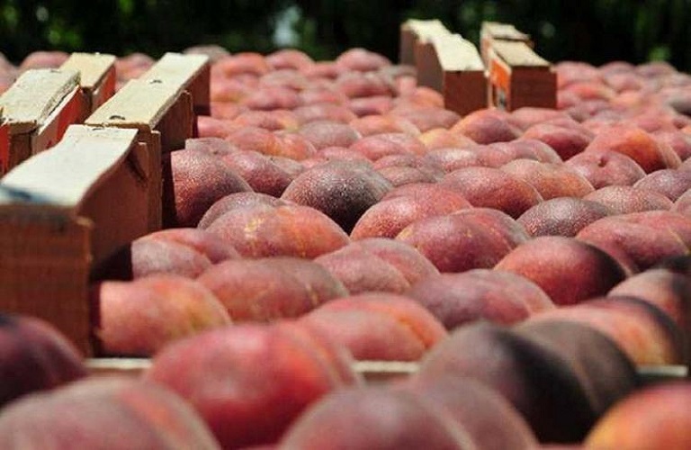 Peaches: World first for Greece – At the top of preserve exports
