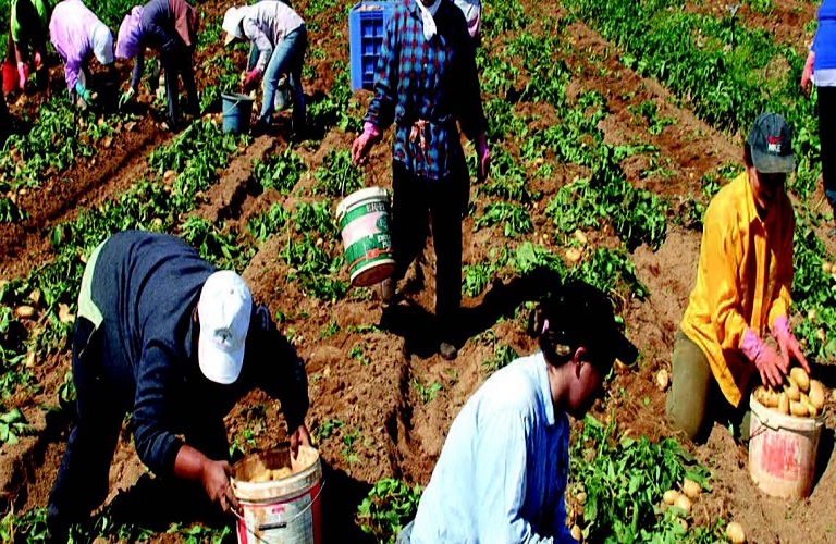 Αγρότες: Απαραίτητη η τροπολογία για τους μετανάστες – Παραμένει όμως η έλλειψη εργατών γης