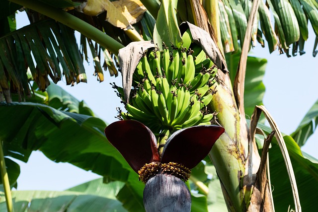 Μπανάνες: Επιστήμονες και αγρότες αγωνίζονται να σώσουν τις καλλιέργειες
