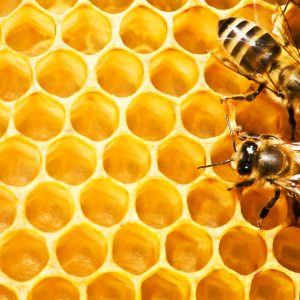 Greece Offers Support to Beekeepers Impacted by Extreme Weather in 2023