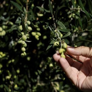 Ελαιόλαδο: Θέμα στο Reuters το φαινόμενο της κλοπής ελαιόδεντρων