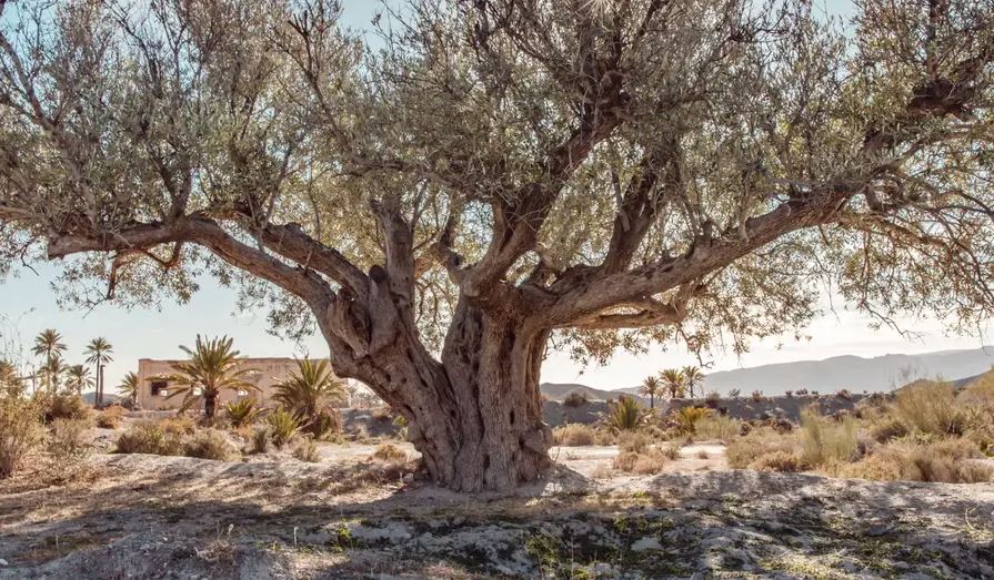 Ισπανία: Είναι πλέον το ελαιόλαδο είδος πολυτελείας;