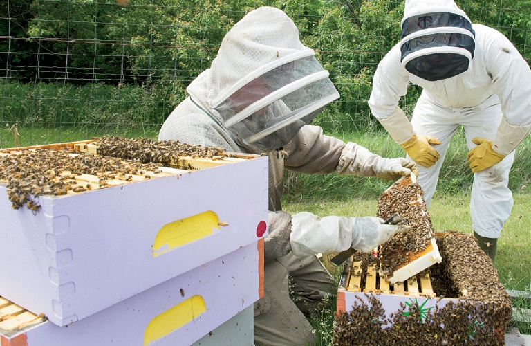Μελισσοκομία: Στο ΦΕΚ οι παρεκκλίσεις για τη στήριξη των πληγέντων μελισσοκόμων