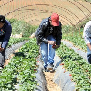Εργάτες γης: Έως 30 Ιουνίου παρατείνεται η διαδικασία μετάκλησης
