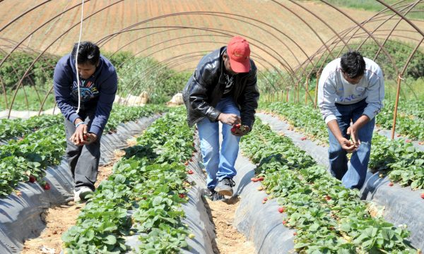 Υπουργείο Εργασίας: Δεν υπάρχει συμφωνία μετάκλησης 500.000 εργατών από το Πακιστάν