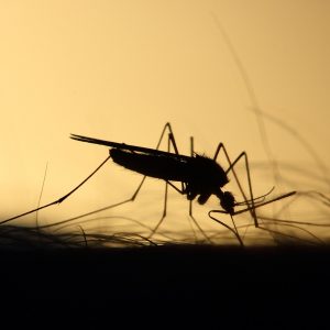 ΕΟΔΥ: Πώς να προφυλαχτείτε από τα κουνούπια εν όψει της έξαρσης του ιού του Δυτικού Νείλου