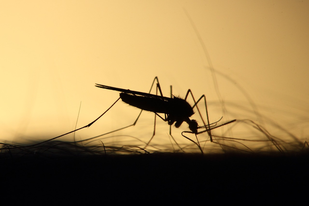Κλιματική αλλαγή: Αυξάνονται τα κρούσματα ασθενειών που μεταδίδονται μέσω κουνουπιών