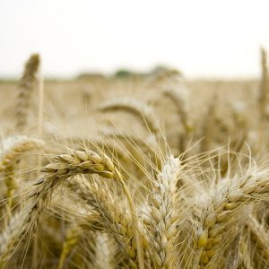 Αγροτικά προϊόντα: Ενισχυμένος ο δείκτης τιμών και τον Απρίλιο
